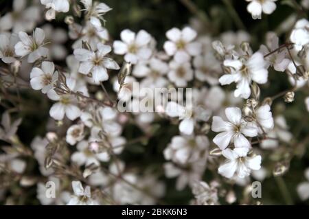 La gitsophila alpine ou le souffle de bébé rampant (Gypsophila repens) fleurit à Lambun, au Liechtenstein Banque D'Images