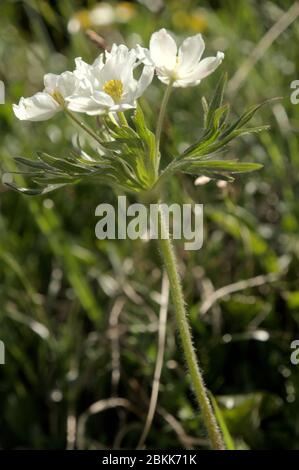 Anemone à fleurs de Narcissus (Anemone narcissiflora) sur la prairie de Malbun, au Liechtenstein Banque D'Images