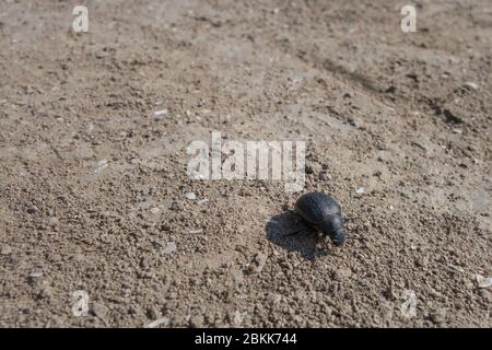 Un grand coléoptère noir rampe sur le sable dans la nature. Banque D'Images