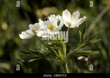 Anemone à fleurs de Narcissus (Anemone narcissiflora) sur la prairie de Malbun, au Liechtenstein Banque D'Images