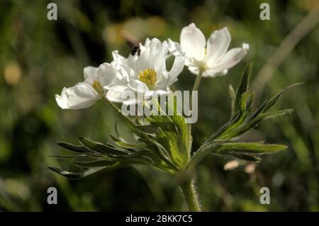 Anemone à fleurs de Narcissus (Anemone narcissiflora) sur la prairie de Malbun, au Liechtenstein Banque D'Images