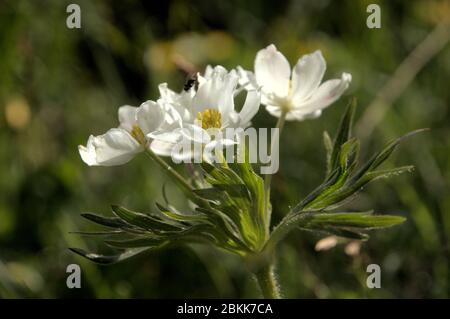 Anemone à fleurs de Narcissus (Anemone narcissiflora) sur la prairie de Malbun, au Liechtenstein Banque D'Images