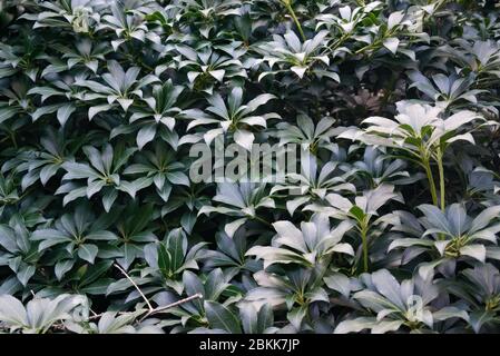 Arbuste Piris japonica 'Cavatine' à la fin du printemps sans fleurs, fond floral vert foncé Banque D'Images