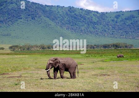 Éléphant dans le cratère de Ngorongoro en Tanzanie Banque D'Images