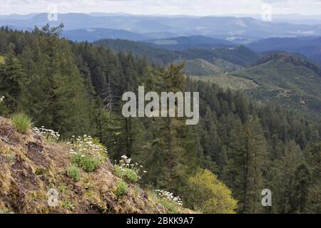Fleurs sauvages qui poussent d'un affleurement rocheux à Horse Rock Ridge près de Crawfordsville, Oregon, États-Unis. Banque D'Images