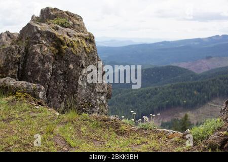 Fleurs sauvages qui poussent d'un affleurement rocheux à Horse Rock Ridge près de Crawfordsville, Oregon, États-Unis. Banque D'Images