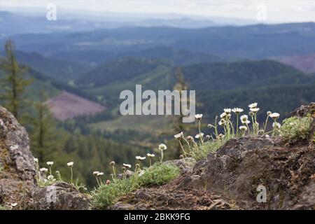 Fleurs sauvages qui poussent d'un affleurement rocheux à Horse Rock Ridge près de Crawfordsville, Oregon, États-Unis. Banque D'Images