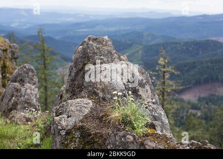 Fleurs sauvages qui poussent d'un affleurement rocheux à Horse Rock Ridge près de Crawfordsville, Oregon, États-Unis. Banque D'Images