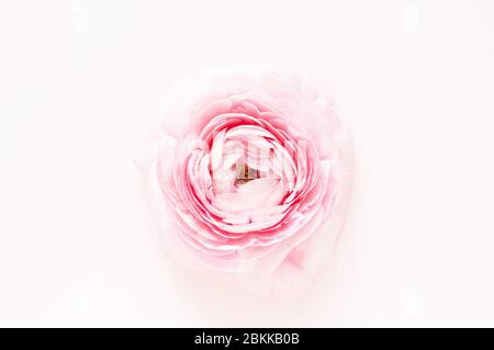 Belle fleur de ranunculus rose sur fond rose. Banque D'Images