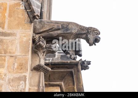 Prague, République tchèque - août 17,2019 : vue rapprochée du gargouille dans l'église de la Cathédrale Sacrée Vitus. Le gargouille est un bec très décoratif, al Banque D'Images