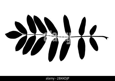 Silhouette de feuille de rowan réelle isolée sur fond blanc Banque D'Images
