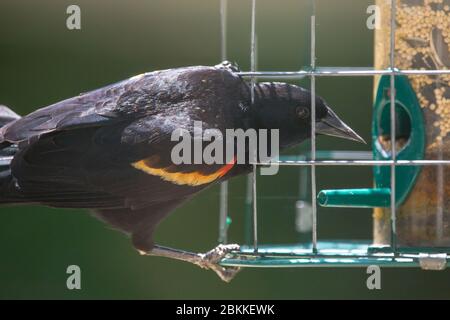 Gros plan d'un oiseau-noir à ailé rouge qui atteint à travers un mangeoire à oiseaux en cage pour obtenir des graines. Banque D'Images