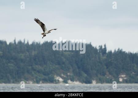 Vue grand angle d'une balbuzard volant avec un flétan dans ses talons Banque D'Images