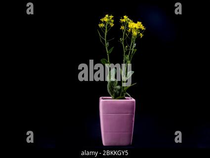 petit bouquet minimaliste avec fleurs de chou sauvage jaune Banque D'Images