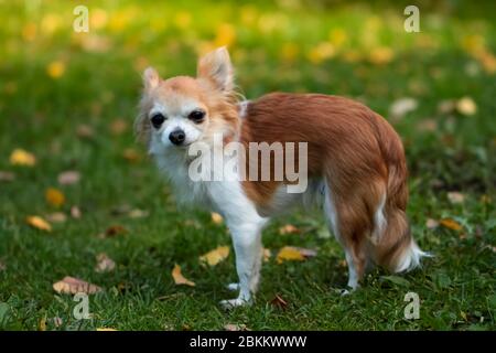 Femelle de cheveux longs chihuahua dans le parc d'automne Banque D'Images