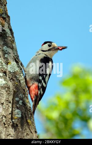 Blutspecht, (Picoides syriacus), pic syrien Banque D'Images