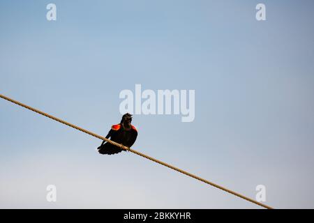 Un Blackbird à aigree rouge (Agelaius phoeniceus) perché sur une ligne de puissance chantant pour une femme au printemps Banque D'Images