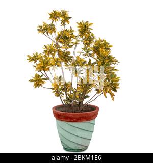 Poudre d'or plante de croton dans un pot de fleur isolé sur fond blanc Banque D'Images