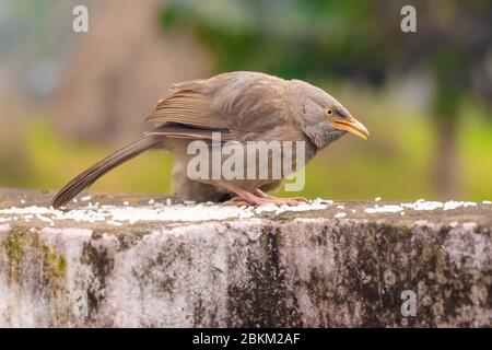 La jungle babiline oiseau manger le riz sur le mur. Banque D'Images