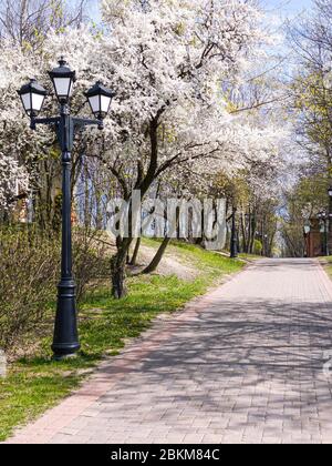promenade sous les cerisiers en fleurs dans le parc de la ville, le jour ensoleillé du printemps Banque D'Images