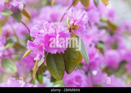 Gros plan de fleurs de rhododendron rose vif au printemps Banque D'Images