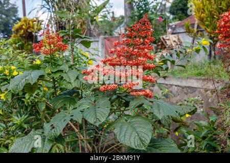Fleur de pagode rouge en fleurs, ou Clerodendrum paniculatum, Bali, Indonésie. Banque D'Images