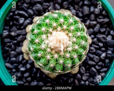 Cactus frais verts en pot. Gros plan sur les épines de cactus, vue de dessus. Banque D'Images
