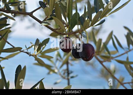 Olives vertes dans une branche d'arbre d'olive. Arbre généalogique Olive aux olives vertes, Close up. Concept d'olives, de tradition. L'oléiculture. Alimentation saine. Méditerranée. Banque D'Images