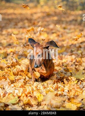 Le chien de dachshund brun court dans des feuilles jaunes d'automne Banque D'Images