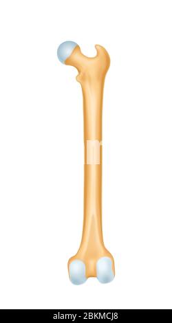 Anatomie de l'illustration du vecteur du cartilage osseux humain Illustration de Vecteur