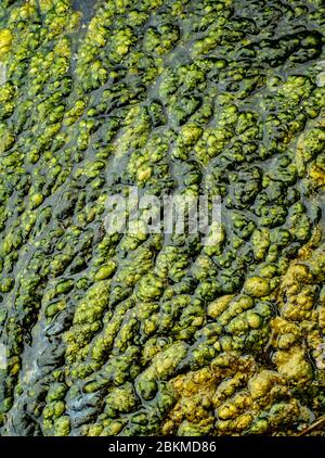 Les algues et les lentilles d'eau détail sur le lac Banque D'Images