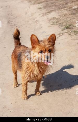 Un petit Yorkshire Terrier poilu se tient avec sa langue sur une route de campagne. Cheveux longs et larges oreilles bruns. Ensoleillé. Verticale. Banque D'Images