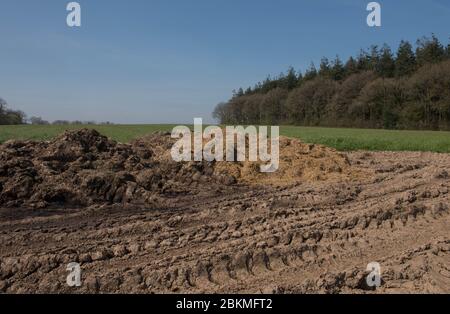 Dung ou Muck Heap avec des chenilles de pneus de tracteur dans un champ avec forêt dans l'arrière-plan sur une ferme dans la campagne du Devon rural, Angleterre, Royaume-Uni Banque D'Images