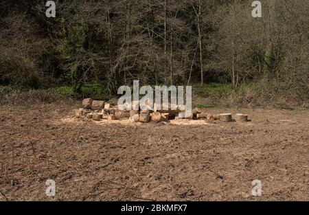Pile de billes dans un champ sur le bord d'un bois dans le Devon rural, Angleterre, Royaume-Uni Banque D'Images