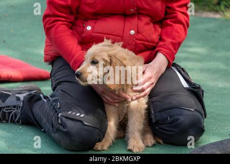 Magdeburg, Allemagne. 25 avril 2020. Un mini-chien est installé sur une aire de jeux pour chiots. Crédit: Stephan Schulz/dpa-Zentralbild/ZB/dpa/Alay Live News Banque D'Images