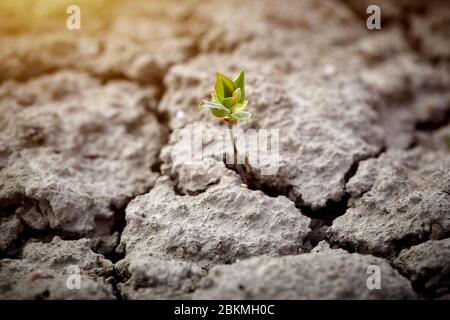 Arbre poussant sur un sol fissuré. Le concept du réchauffement de la planète et du changement climatique. Pénurie d'eau. Banque D'Images