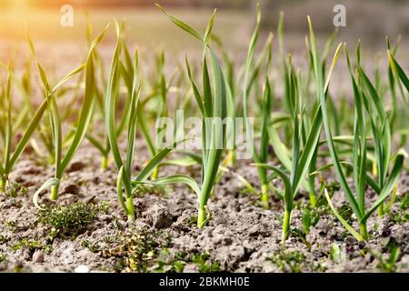 Les jeunes plants poussent dans le champ. Pousses d'ail dans le sol. Banque D'Images