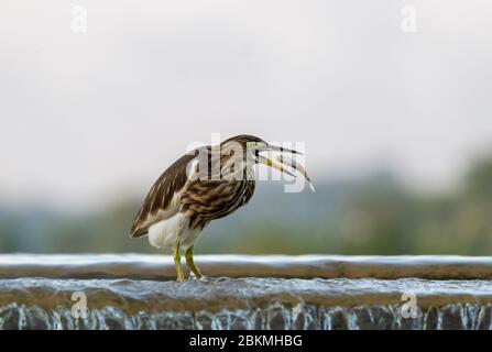 Les hérons des étangs indiens sont des oiseaux résidents du Gujarat, en Inde, et se trouvent dans la plupart des plans d'eau, des étangs ou des lacs. Leur principale source de nourriture sont les poissons. Banque D'Images