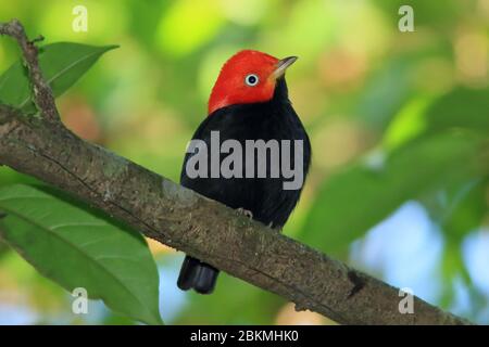 Manakin mâle à capuchon rouge (Ceratopipra mentalis) dans la forêt tropicale des basses terres. Station biologique de la Selva, versant des Caraïbes, Costa Rica. Banque D'Images