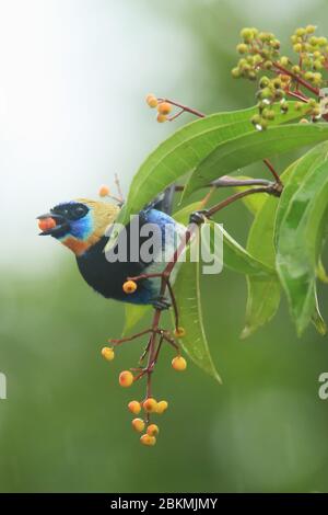 tanager à capuchon doré (Tangara larvata) se nourrissant de fruits. Forêt tropicale des plaines, Station biologique de la Selva, Sarapiquí, pente des Caraïbes, Costa Rica. Banque D'Images