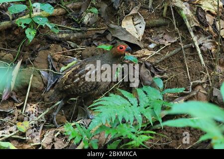 Caille en bois marbré adulte (Odontophorus gujanensis) camouflage sur le sol forestier. Forêt tropicale des plaines, parc national Corcovado, péninsule d'Osa, Costa Rica Banque D'Images