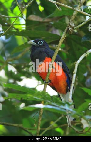 Trogon de Baird masculin (Trogon bairdii). Parc national de Corcovado, péninsule d'Osa, Costa Rica. Banque D'Images