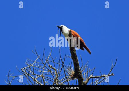 Le mâle Bellobird (Procnias tricarunculatus) à trois watts appelle dans la forêt de nuages. Parc national de la Amistad, Costa Rica. Banque D'Images