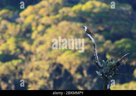 Le mâle Bellobird (Procnias tricarunculatus) à trois watts appelle dans la forêt de nuages. Parc national de la Amistad, Costa Rica. Banque D'Images