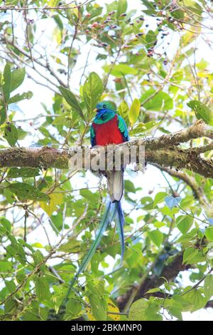 Quetzal (Phomachrus mocinno) mâle resplendissant dans un petit arbre Avocado (Ocotea sp.) en forêt nuageuse, Parc national de la Amistad, Costa Rica. Banque D'Images