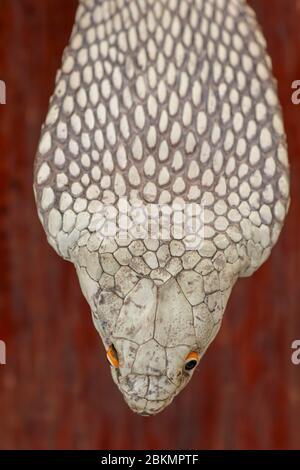 Une tête de lit de roi Cobra. Peau bronzée d'Ophiophage hannah. Ceinture du serpent le plus venimeux de l'île de Bali en Indonésie. Produit en cuir Banque D'Images