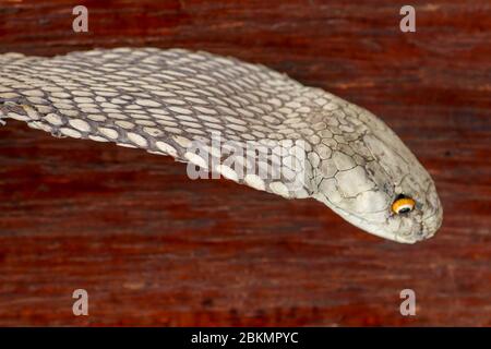 Une tête de lit de roi Cobra. Peau bronzée d'Ophiophage hannah. Ceinture du serpent le plus venimeux de l'île de Bali en Indonésie. Produit en cuir Banque D'Images