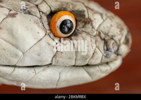 Une tête de lit de roi Cobra. Peau bronzée d'Ophiophage hannah. Ceinture du serpent le plus venimeux de l'île de Bali en Indonésie. Produit en cuir Banque D'Images