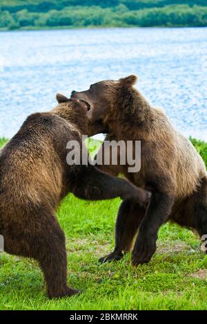 Ours bruns (Ursus arctos) luttant dans le lac Kurile. Kamchatka. Sibérie. Russie Banque D'Images