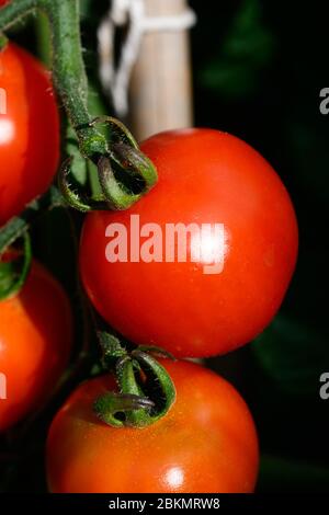 Le mûrissement des tomates d'Alicante sur la plante. Banque D'Images